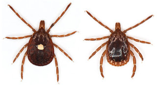 Ticks, ticks disease 