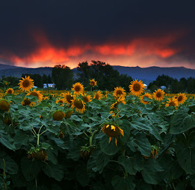 Amanecer en el campo de girasoles - Sunflowers sunset
