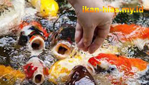 Makanan dan Pemberian Makan Ikan Koi