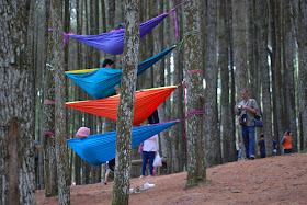 Hutan Pinus