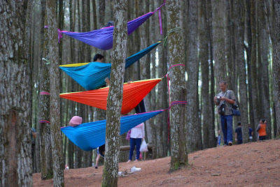 Hutan Pinus