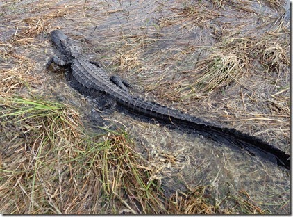 2014-04-04-Everglades02-Gator