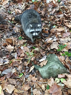 Raccoon, Trapping, Raccoon Trapping