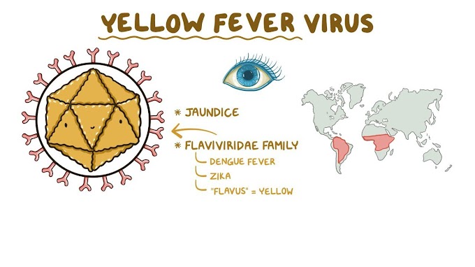 Yellow Fever 