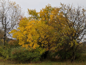 golden mulberry tree