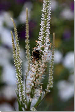 VeronicastrumVirginicumHumle
