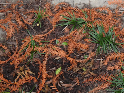 Fallen leaves of Bald Cypress