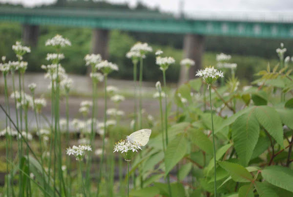 幸久橋跡ニラの花