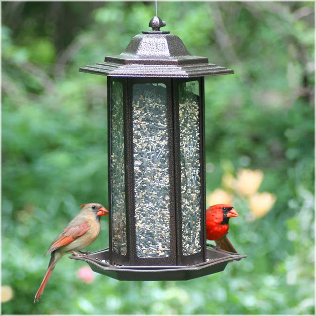 Bird Feeder Garden