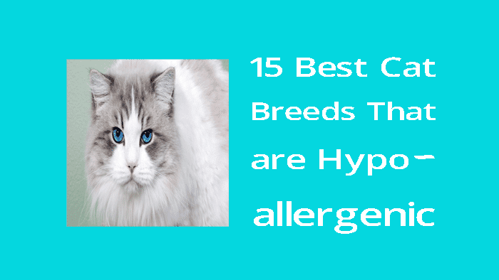 15 best cat breeds that are hypoallergenic