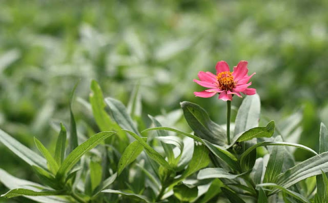 Narrow-Leaf Zinnia Flowers