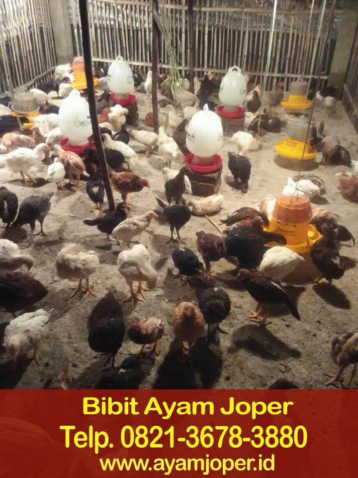 Membuat Doc Ayam Joper 