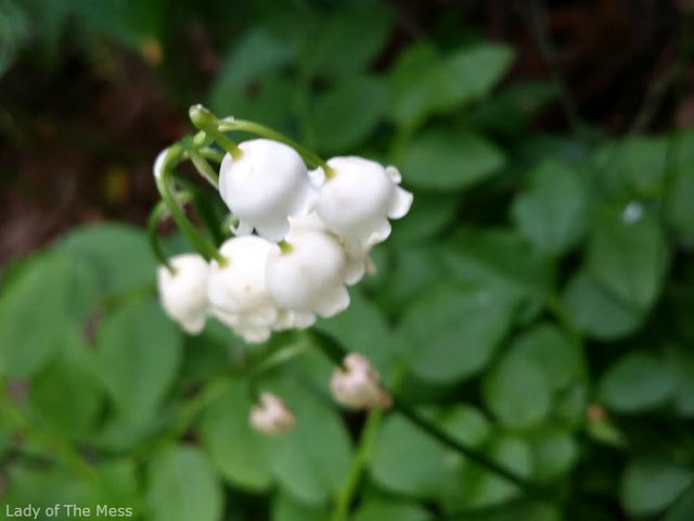 kukka, flower, kielo, lily of the valley