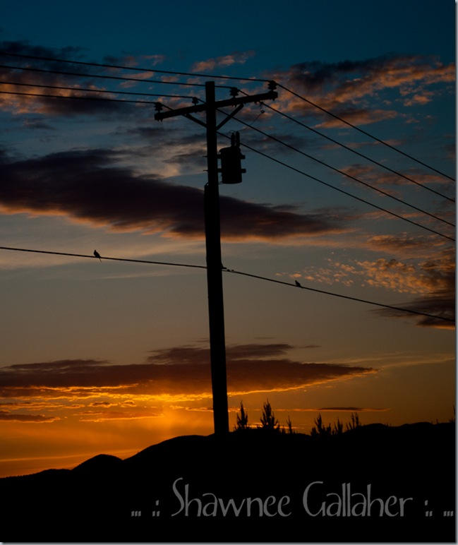 Sunrise Birds