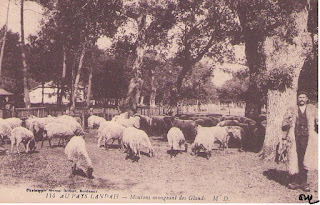 landes autrefois moutions glands