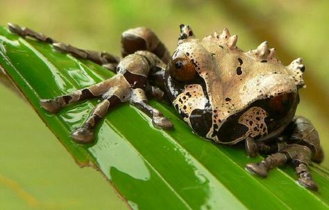 Costa Rica Crowned Tree Frog