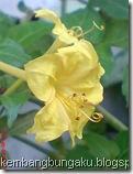 bunga pukul 4 kuning 2281