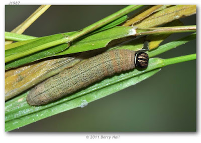 oruga de saltarina dorada