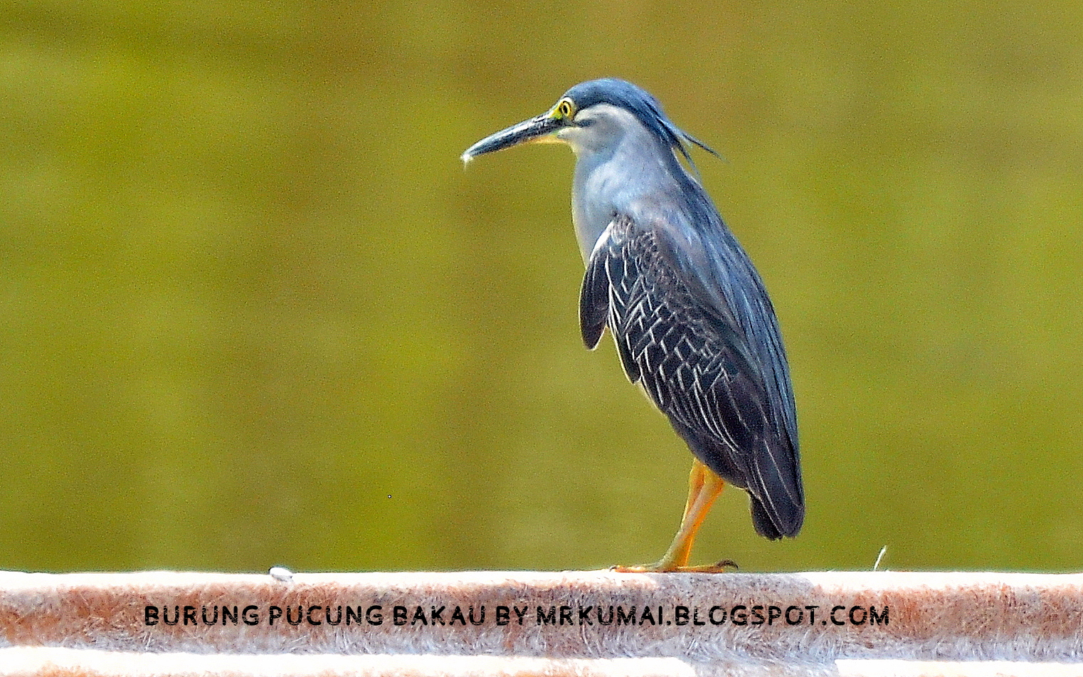 mrkumai blogspot com Koleksi Burung Pucung  Bakau 