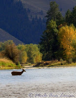 buck crossing the river above a riffle