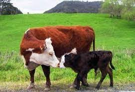 free-training-on-animal-husbandry