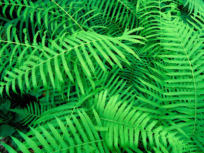 Hammock Ferns Plant Wallpaper