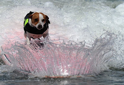 Surfing Dog Championship 2011 Seen On www.coolpicturegallery.us