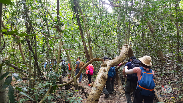 Hiking 5 km vào Bàu Sấu, khu rừng ngập mặn trong rừng Nam Cát Tiên