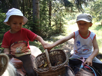 Orawa, Lipnica Wielka, Babia Góra, grzyby sierpniowe, grzybobranie w sierpniu, grzybobranie na Orawie, borowik górski, Boletus subappendiculatus,  muchomor królewski, Amanita regalis, borowik ceglastopory, Boletus luridoformis