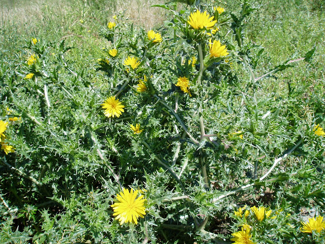 cardillo-scolymus-hispanicus