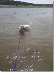 Omri tennis ball swim - Copy - Copy
