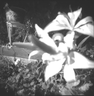 A lily on the deck, flowerpot on a curled metal base.