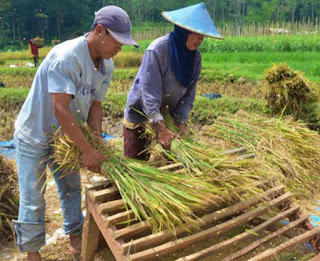 Alat Perontok Padi Jadul