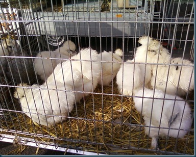 Photo-29