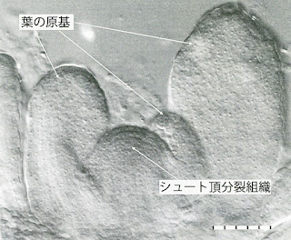 シュート頂の構造