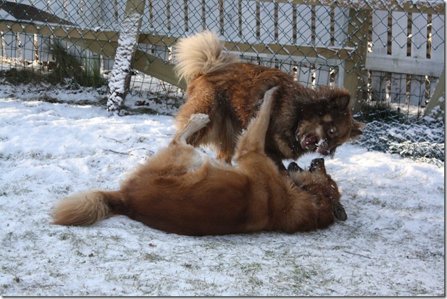 lek med balto i snøen 012