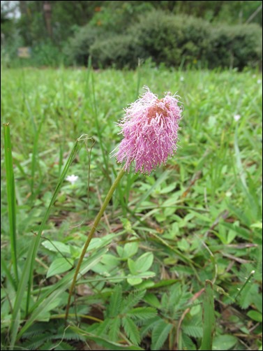 Mimosa microphylla, Little leaf sensitive briar flower plant (1)