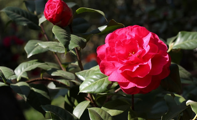 Camellia Flowers Pictures