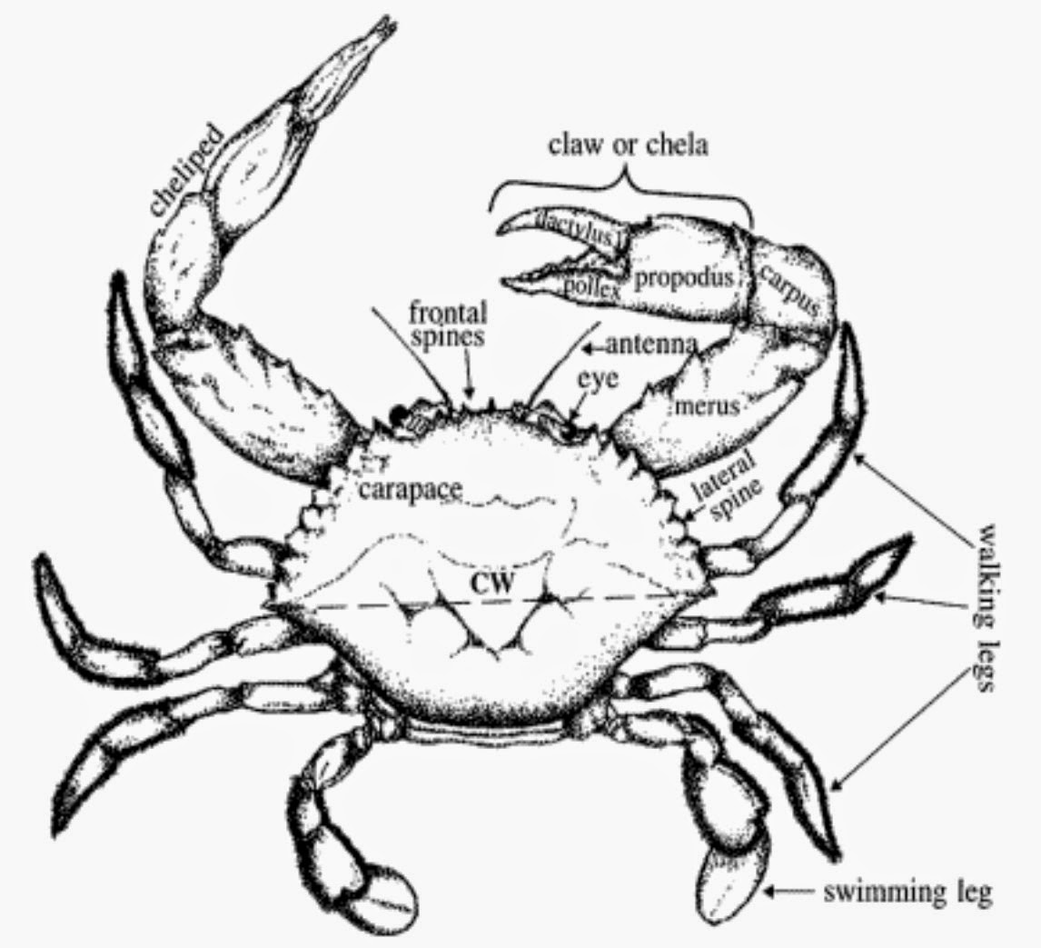 Mengenal Kepiting Dan Anatominya AanBLOG