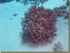 Coral