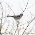 Birding Floyd Bennett Field...