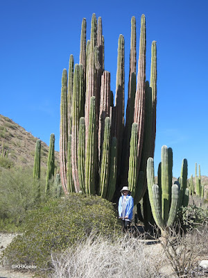 cardon cacti