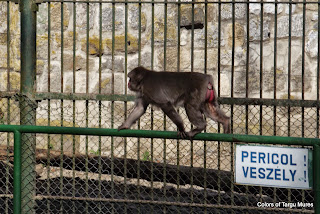 ZOO Tirgu Mures