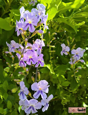 fiore Duranta Riciclando