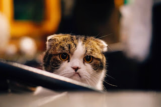 10 Things CATS HATE That You Should Avoid