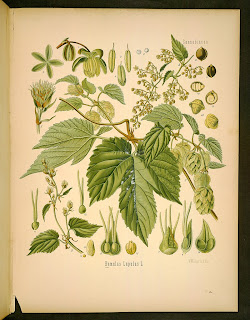 humulus lupulus illustration plate from kholers medizinal pflanzen