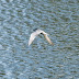 Fumarel Cariblanco en el embalse de Sabón