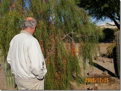 Don examining a tree