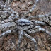 Descubren tarántula muy venenosa gigante del tamaño de una cara humana