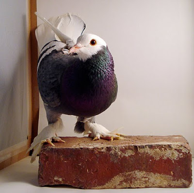 Saxon Monk Pigeon